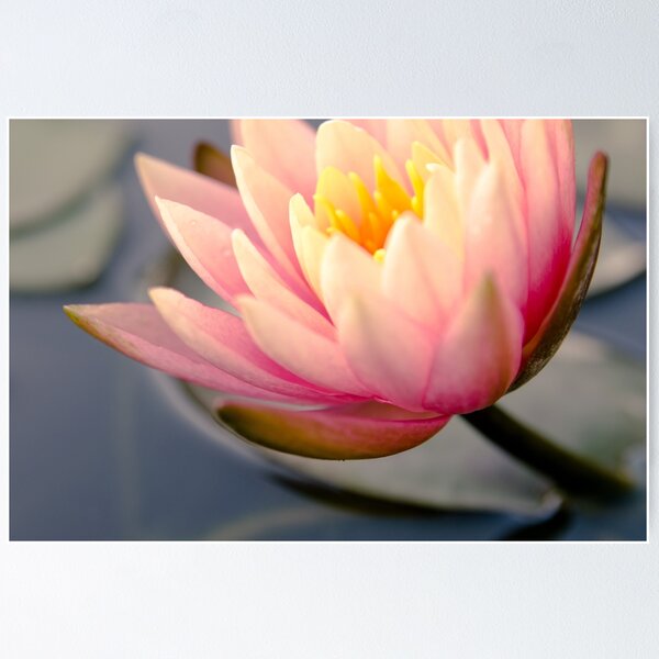 Lotus Light Poster