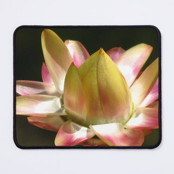 Item preview, Australian Strawflower designed and sold by Marilyn Harris.