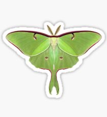 Luna Moth Painting Sticker