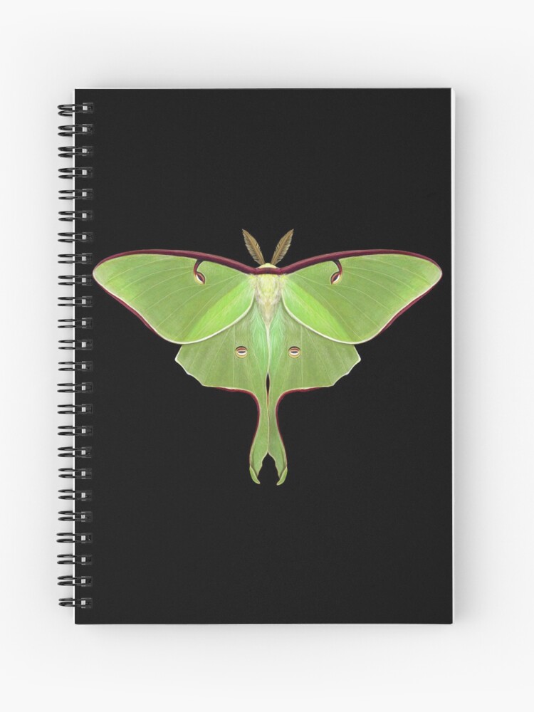 Luna Moth Painting by Mary Capaldi Journal