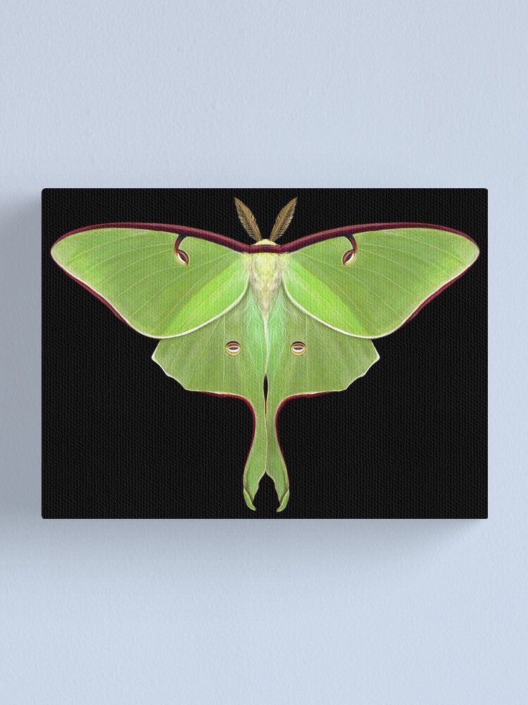 Luna Moth Acrylic Painting purchases