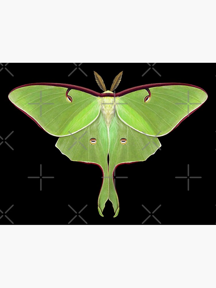 Luna Moth Painting by Mary Capaldi by MaryCapaldi