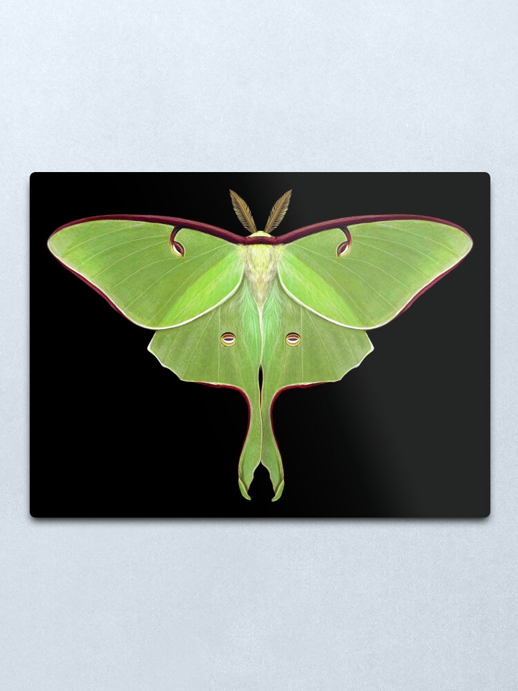 Alternate view of Luna Moth Painting by Mary Capaldi Metal Print