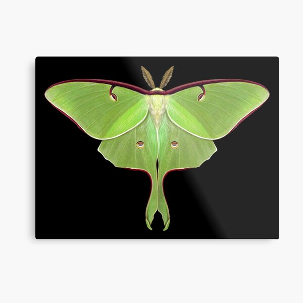 Luna Moth Painting by Mary Capaldi Metal Print