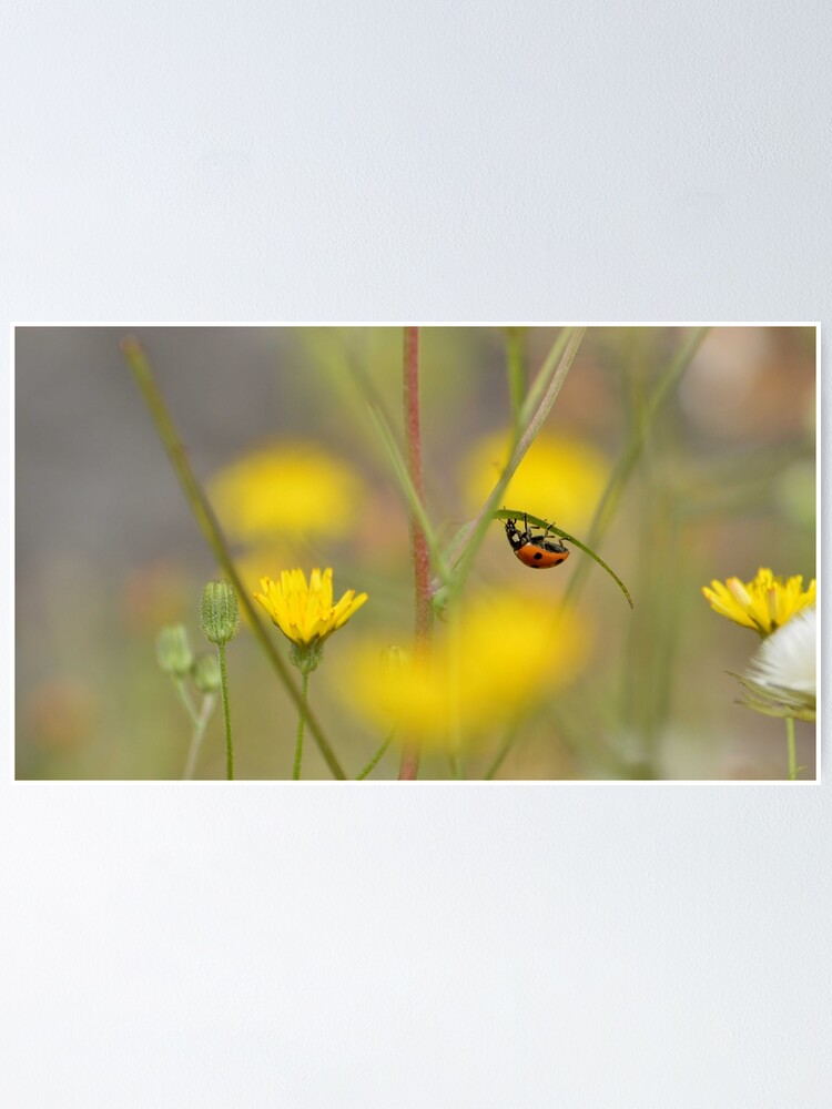 Thumbnail 1 of 3, Poster, Lady bug designed and sold by MartRPorter.