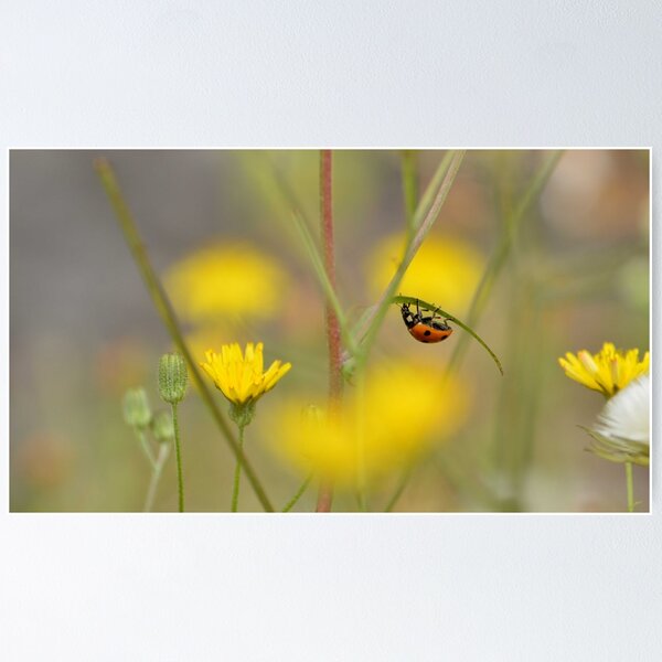 Item preview, Lady bug designed and sold by MartRPorter.