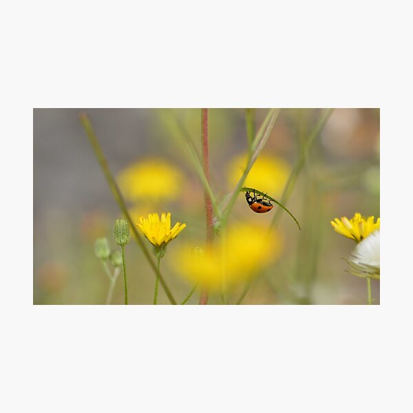 Item preview, Lady bug designed and sold by MartRPorter.