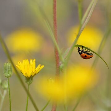 Artwork thumbnail, Lady bug by MartRPorter