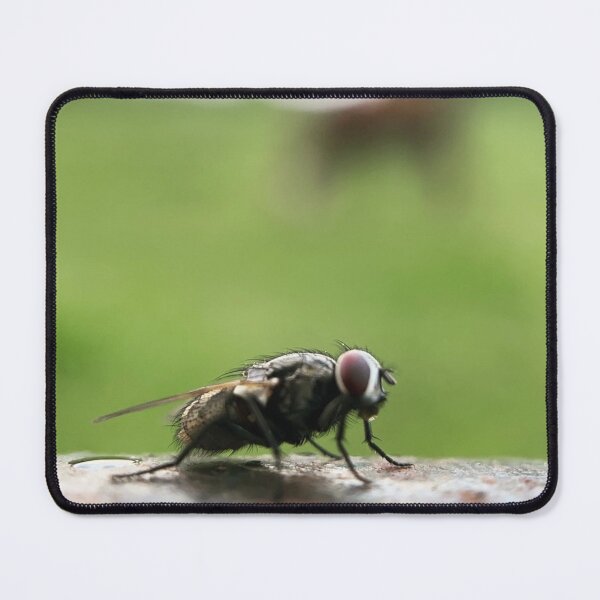 Item preview, House Fly Macro Shot designed and sold by Porosenok.