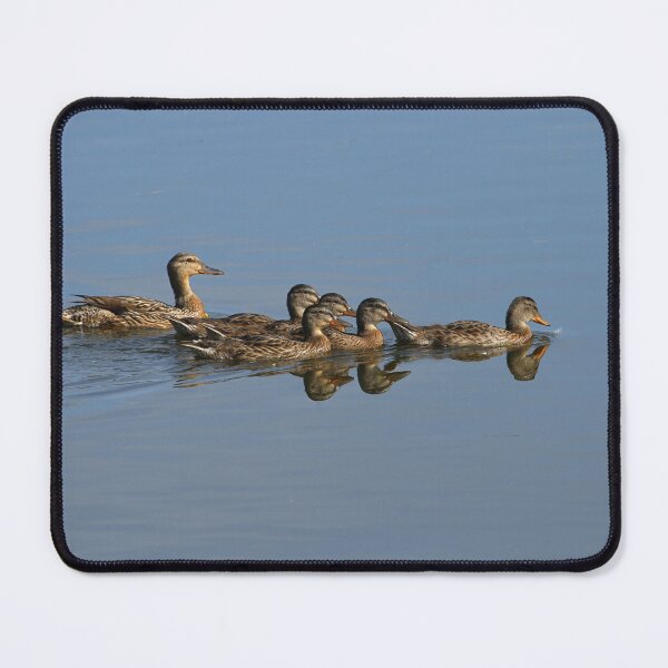 Item preview, Duck Family goes for a Swim designed and sold by PaulKPhoto.