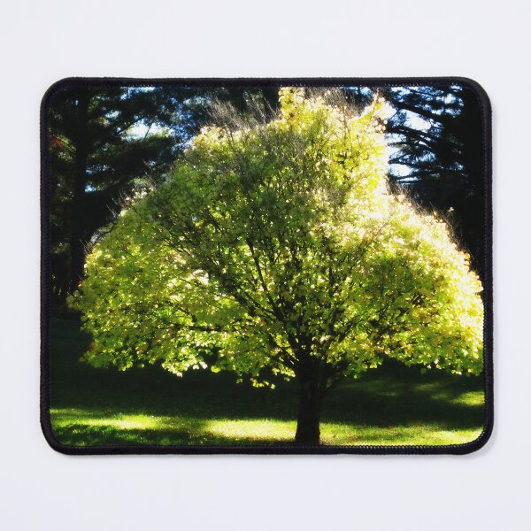 Item preview, Sunlit Tree designed and sold by Marilyn Harris.
