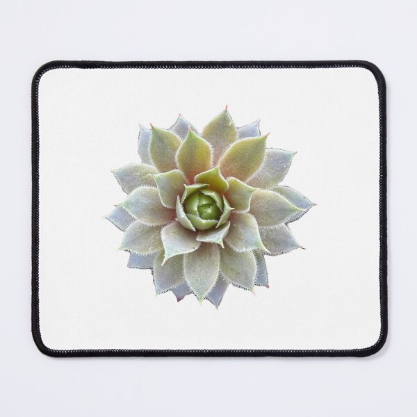 Item preview, Sempervivum succulent designed and sold by CyriocosmusE.