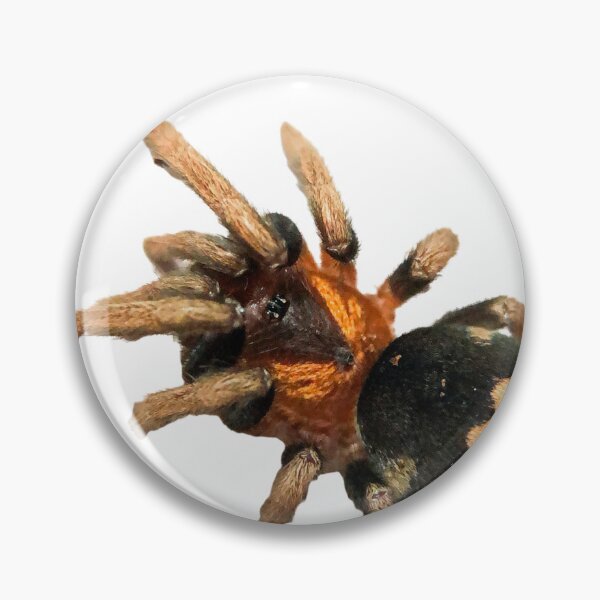 Item preview, Cyriocosmus elegans Tarantula designed and sold by CyriocosmusE.