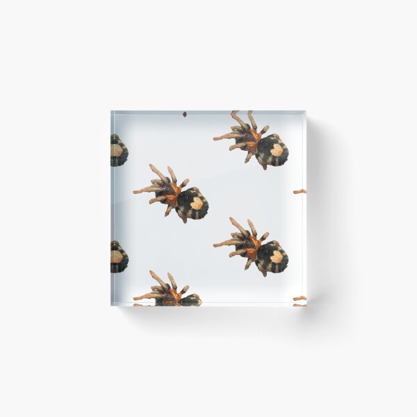 Item preview, Cyriocosmus elegans Tarantula designed and sold by CyriocosmusE.
