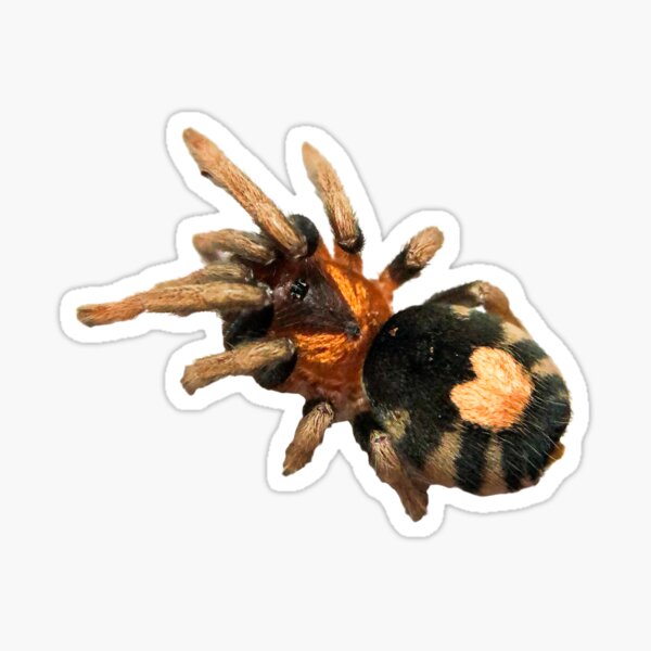Item preview, Cyriocosmus elegans Tarantula designed and sold by CyriocosmusE.