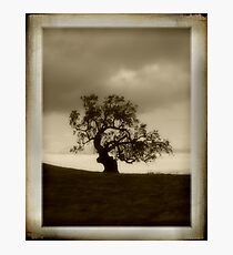 Lone Oak Photographic Print