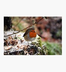 Robin Redbreast Photographic Print