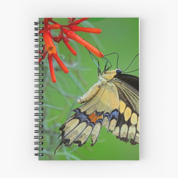 Item preview, Giant Swallowtail Butterfly designed and sold by Anthony Goldman.