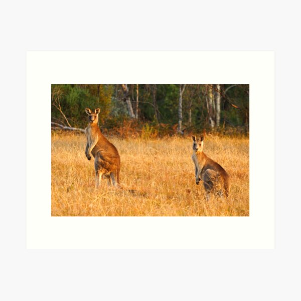 Item preview, Kangaroos - Kosciusko National Park designed and sold by Darren Stones.