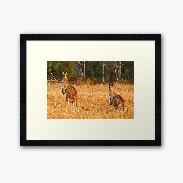 Item preview, Kangaroos - Kosciusko National Park designed and sold by Darren Stones.
