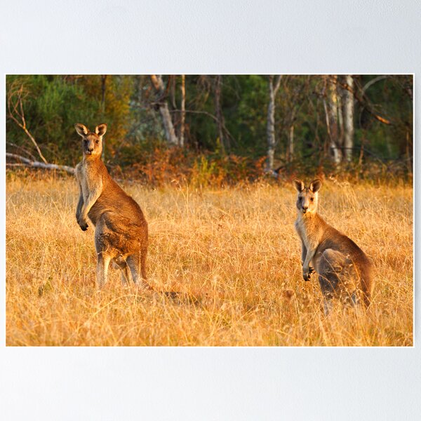 Item preview, Kangaroos - Kosciusko National Park designed and sold by Darren Stones.