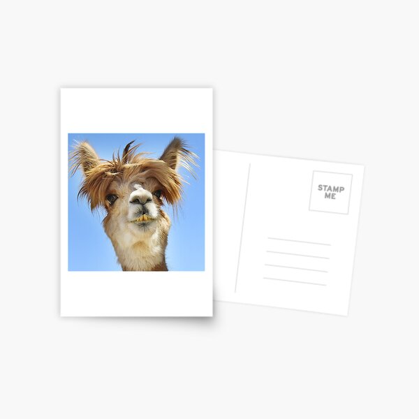 Alpaca with Crazy Hair Postcard