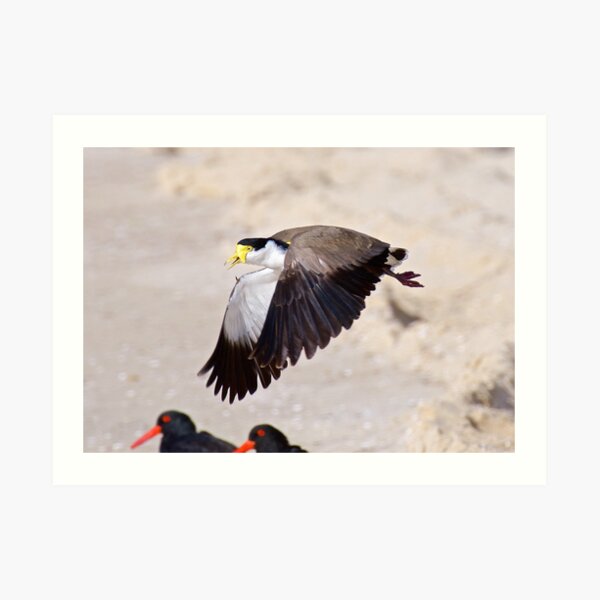 LAPWING ~ Masked Lapwing by David Irwin ~ WO Art Print