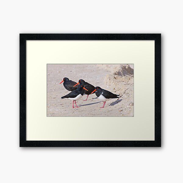 "SHOREBIRD Sooty Oystercatcher RNAHhxyY Pied Oystercatcher by David