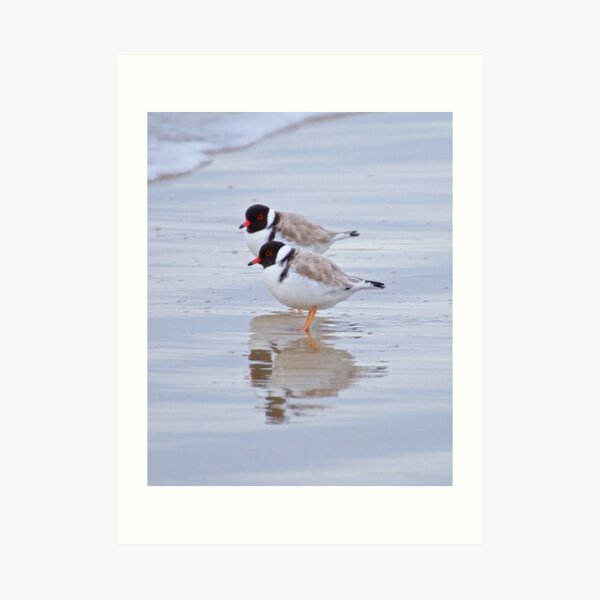 SHOREBIRD ~ Hooded Plover by David Irwin Art Print
