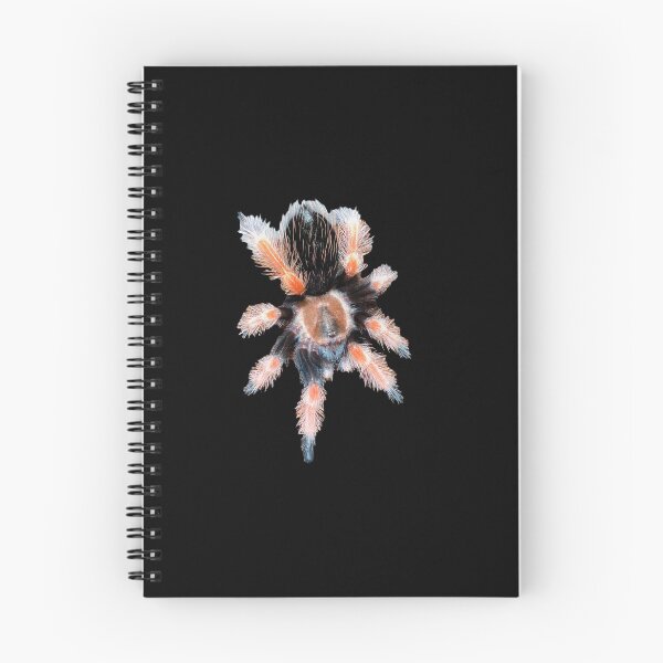 Item preview, Brachypelma Tarantula Spider Sticker Magnet designed and sold by CyriocosmusE.