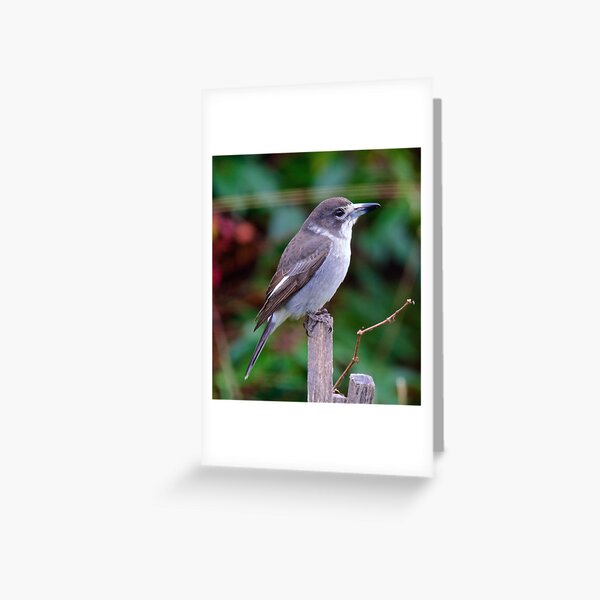 ARTAMIDAE ~ Grey Butcherbird AWX7CMME by David Irwin Greeting Card