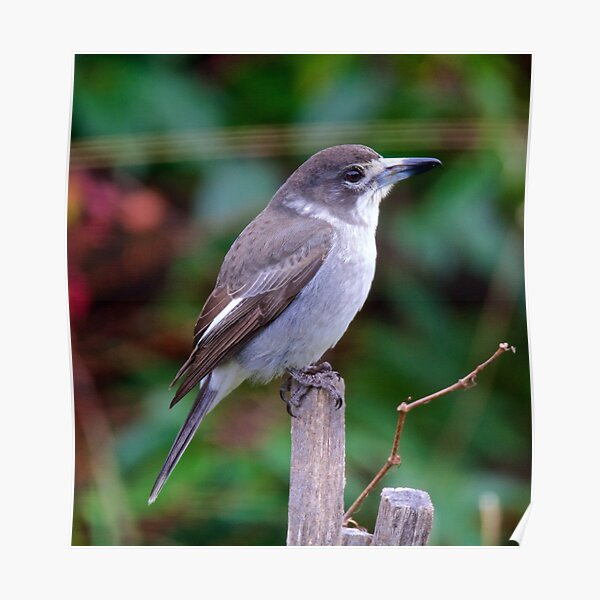 ARTAMIDAE ~ Grey Butcherbird AWX7CMME by David Irwin Poster