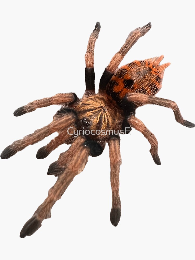 "GBB Tarantula Chromatopelma cyaneopubescens" Sticker for Sale by