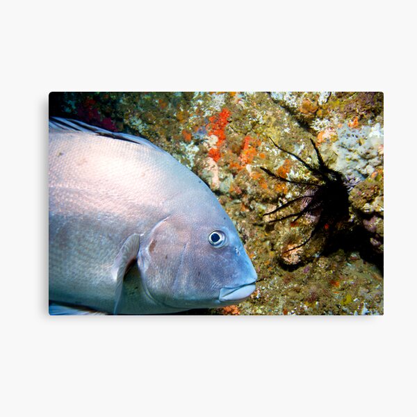 Sweetlips Canvas Print