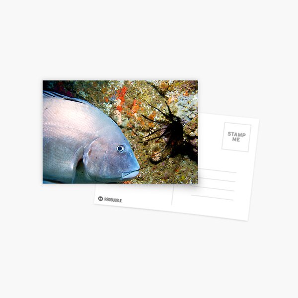 Sweetlips Postcard