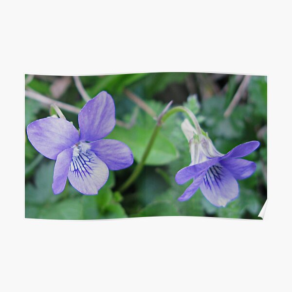 Violets Are Blue - Lyme , Dorset , Uk Poster