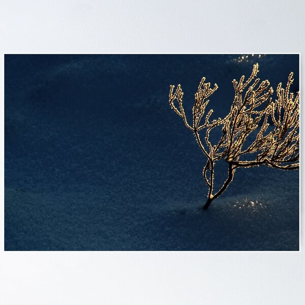 Item preview, 6.1.2015: Calluna Vulgaris at Winter designed and sold by Petri Volanen.