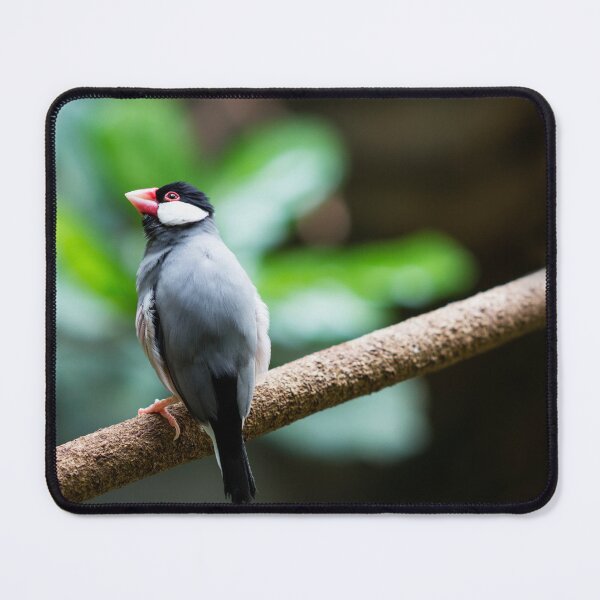 Item preview, java sparrow bird designed and sold by Dinasworld.