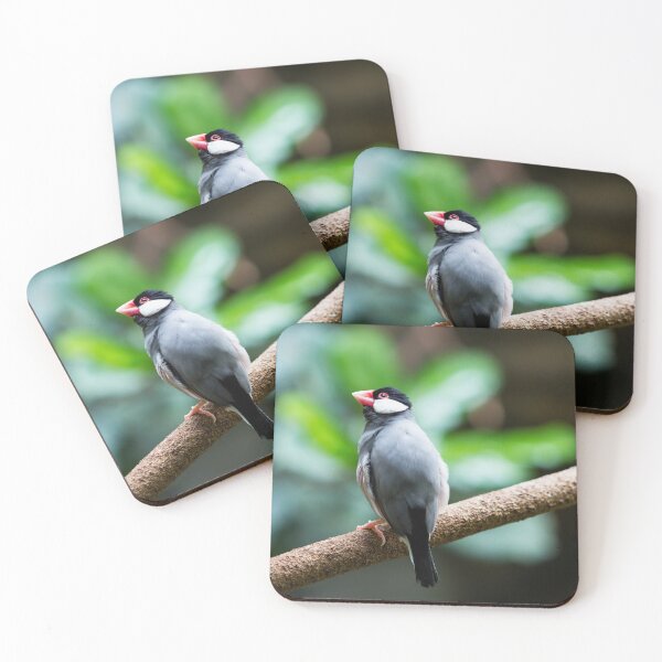 Item preview, java sparrow bird designed and sold by Dinasworld.