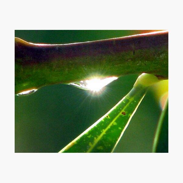 BLING Photographic Print