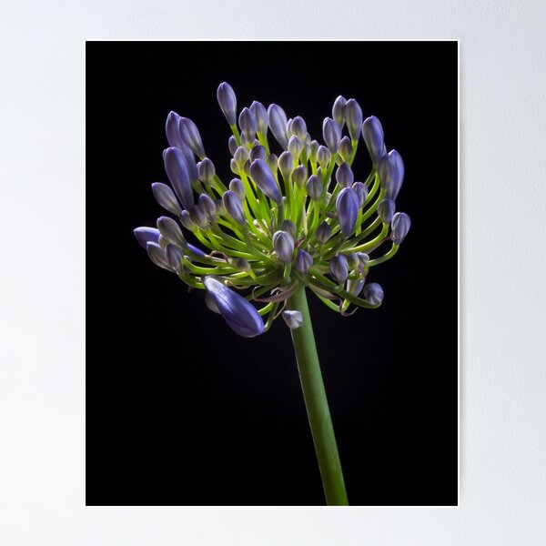 Item preview, Agapanthus designed and sold by David  Hibberd.