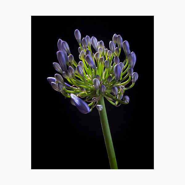 Aperçu de l'œuvre Agapanthus créée et vendue par David  Hibberd.
