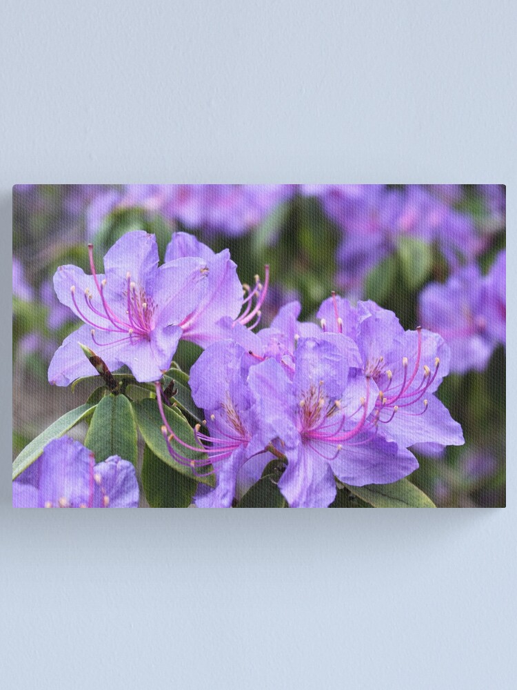 Lienzo «Fotografía de flor de azalea púrpura.» de naturematters | Redbubble