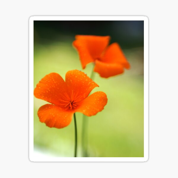 Item preview, Eschscholzia californica designed and sold by susanellen.