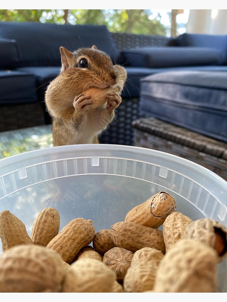 "Annual Charity School Supply Drive" Sticker for Sale by BurrowHall Redbubble