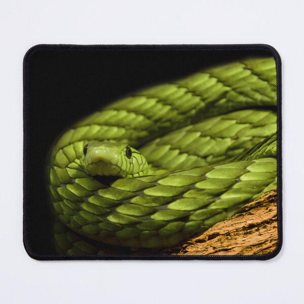 Item preview, Green Mamba Snake Coiled on Black Background designed and sold by KbytesOfJax Outdoor and Nature.
