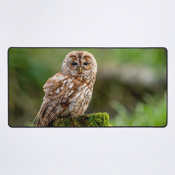 Item preview, Tawny Owl designed and sold by Dalyndigital Photography.