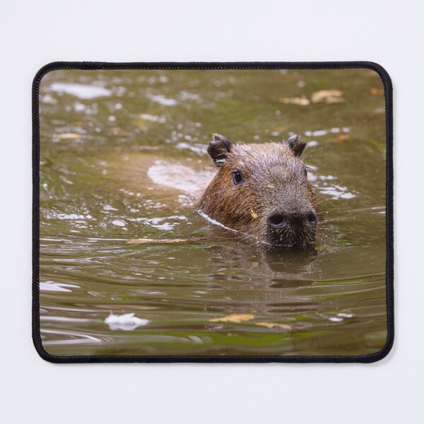 Item preview, Capy early morning dip designed and sold by Dalyndigital Photography.