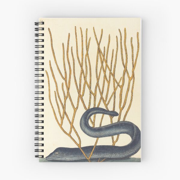 Item preview, Black Moray Eel by Mark Catesby, 1754 designed and sold by Natural History Prints.