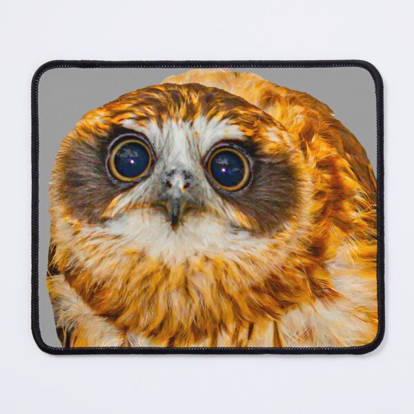 Item preview, Boobook stare! designed and sold by Dalyndigital Photography.